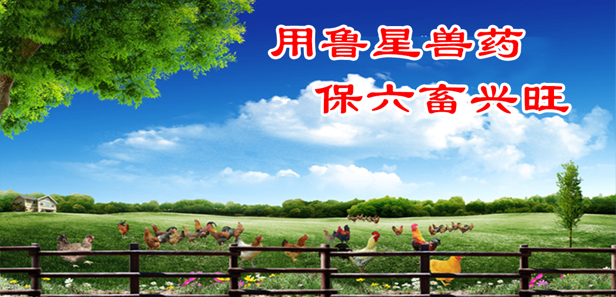 上鸡之前，冲洗鸡舍要注意什么？